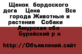 Щенок  бордоского  дога. › Цена ­ 60 000 - Все города Животные и растения » Собаки   . Амурская обл.,Бурейский р-н